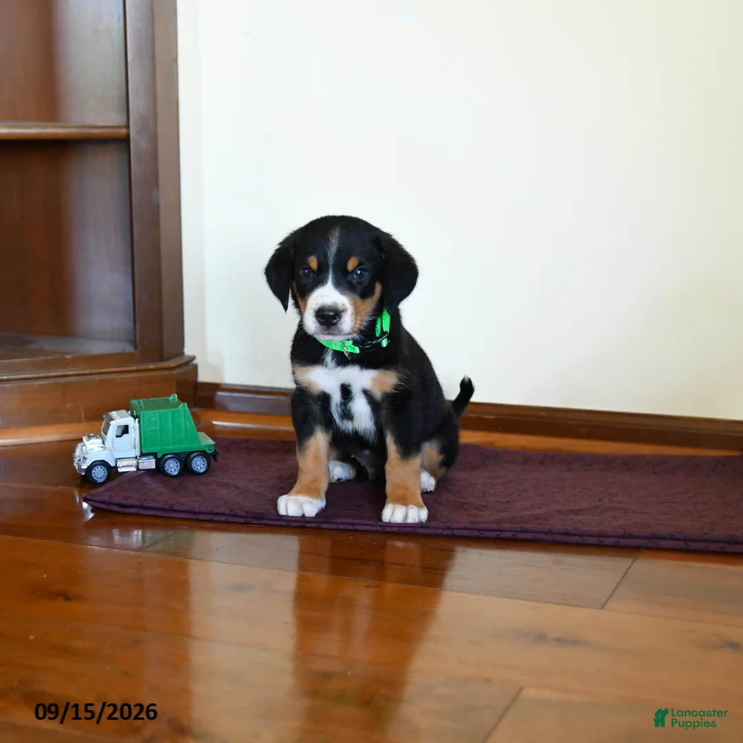 Greater Swiss Mountain Dog dogs for sale: Whiskey - Ad 2