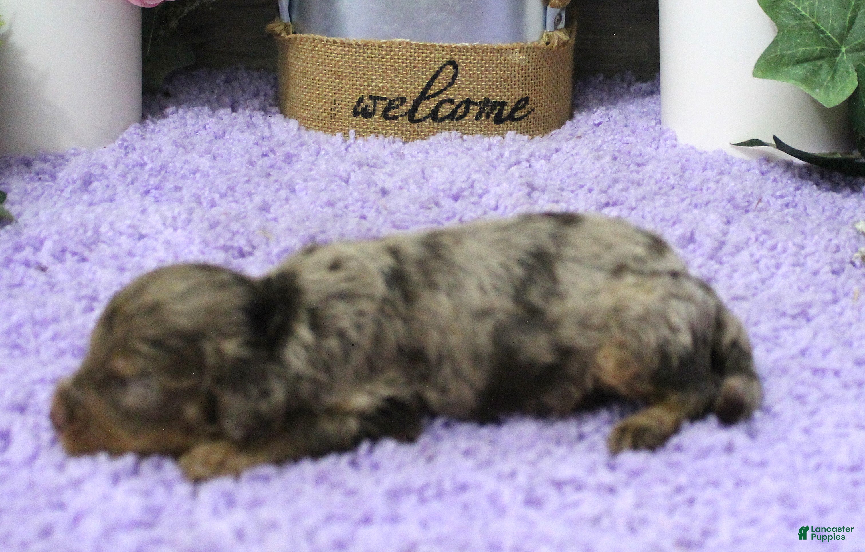 Cavapoo dogs #4 Male (Dawn's) - Ad 28