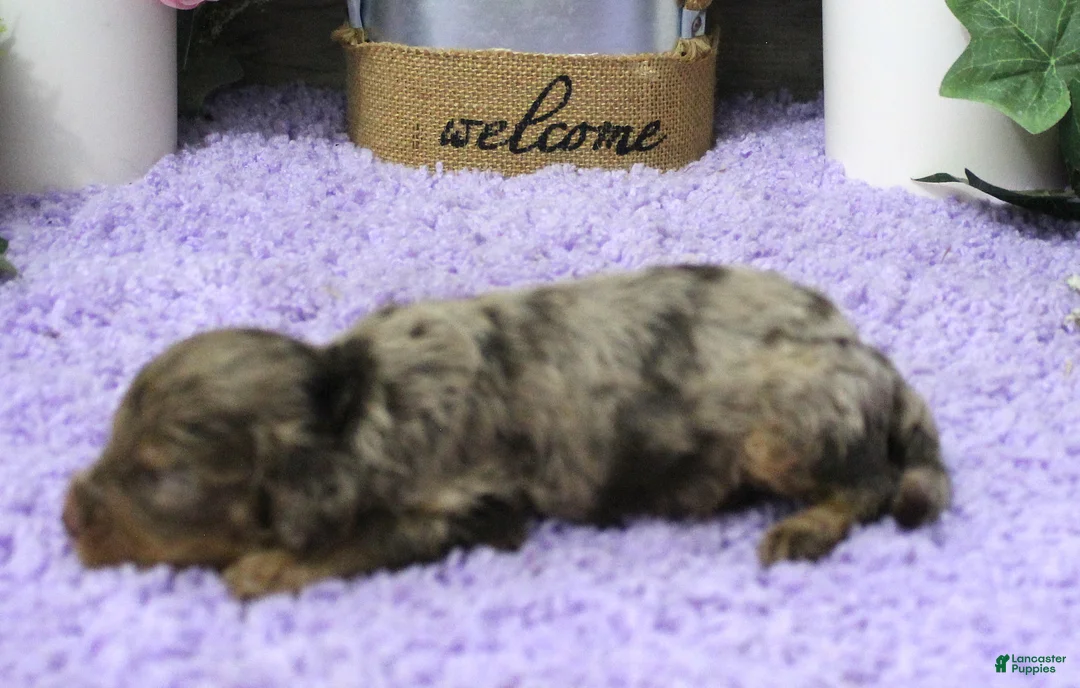 Cavapoo dogs for sale: #4 Male (Dawn's) - Ad 1