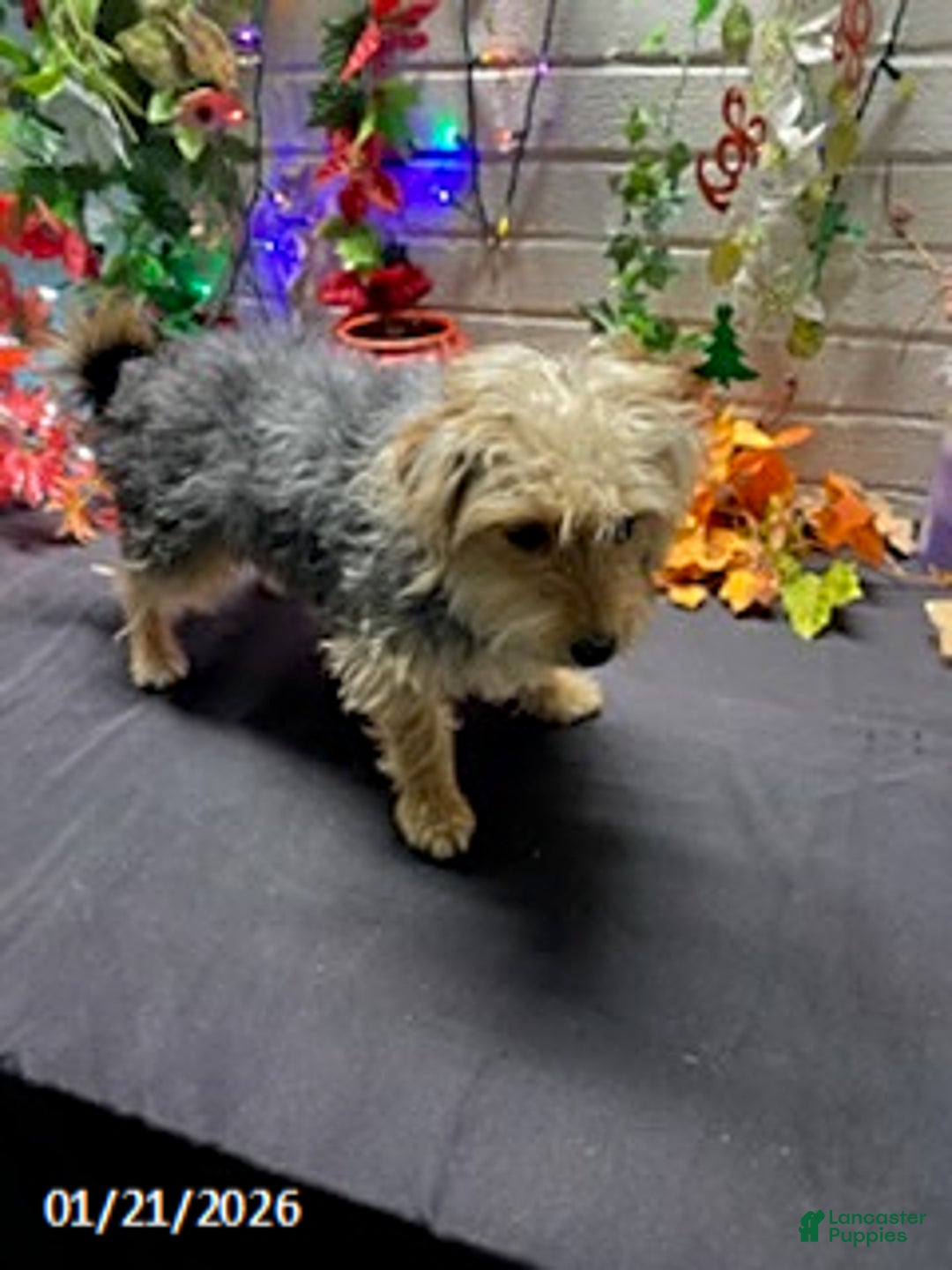 Yochon dogs for sale: Sean - Ad 4