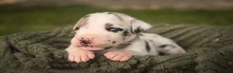 Great Dane dogs for sale: Blake Great Dane  - Ad 15