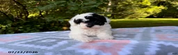 Miniature Poodle dogs for sale: Sadie - Ad 3
