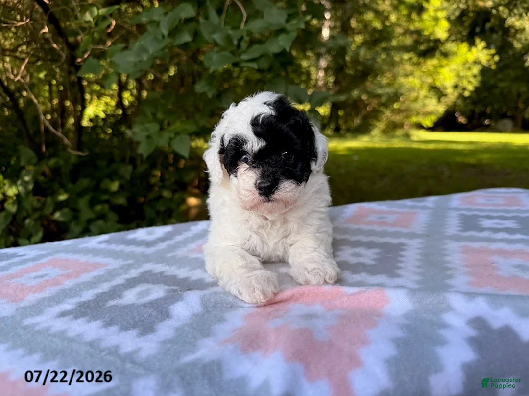 Miniature Poodle dogs for sale: Sadie - Ad 3