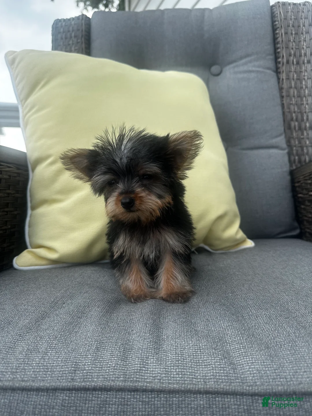 Yorkshire Terrier dogs for sale: Jake - Ad 2
