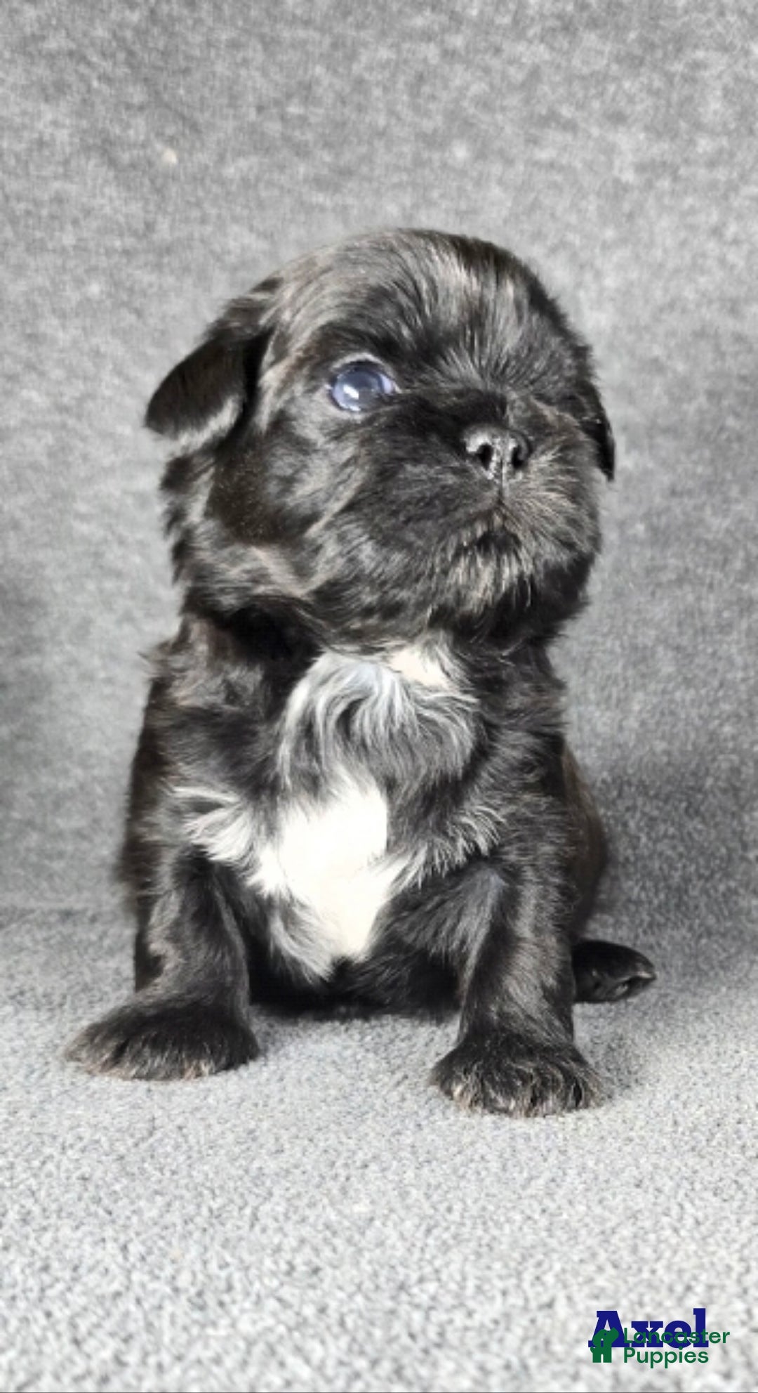 Shih Tzu dogs for sale: Axel - Ad 3