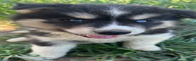Siberian Husky 3