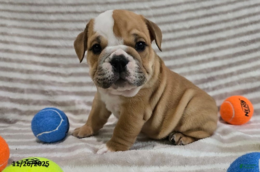 English Bulldog dogs for sale: Bear - Ad 10