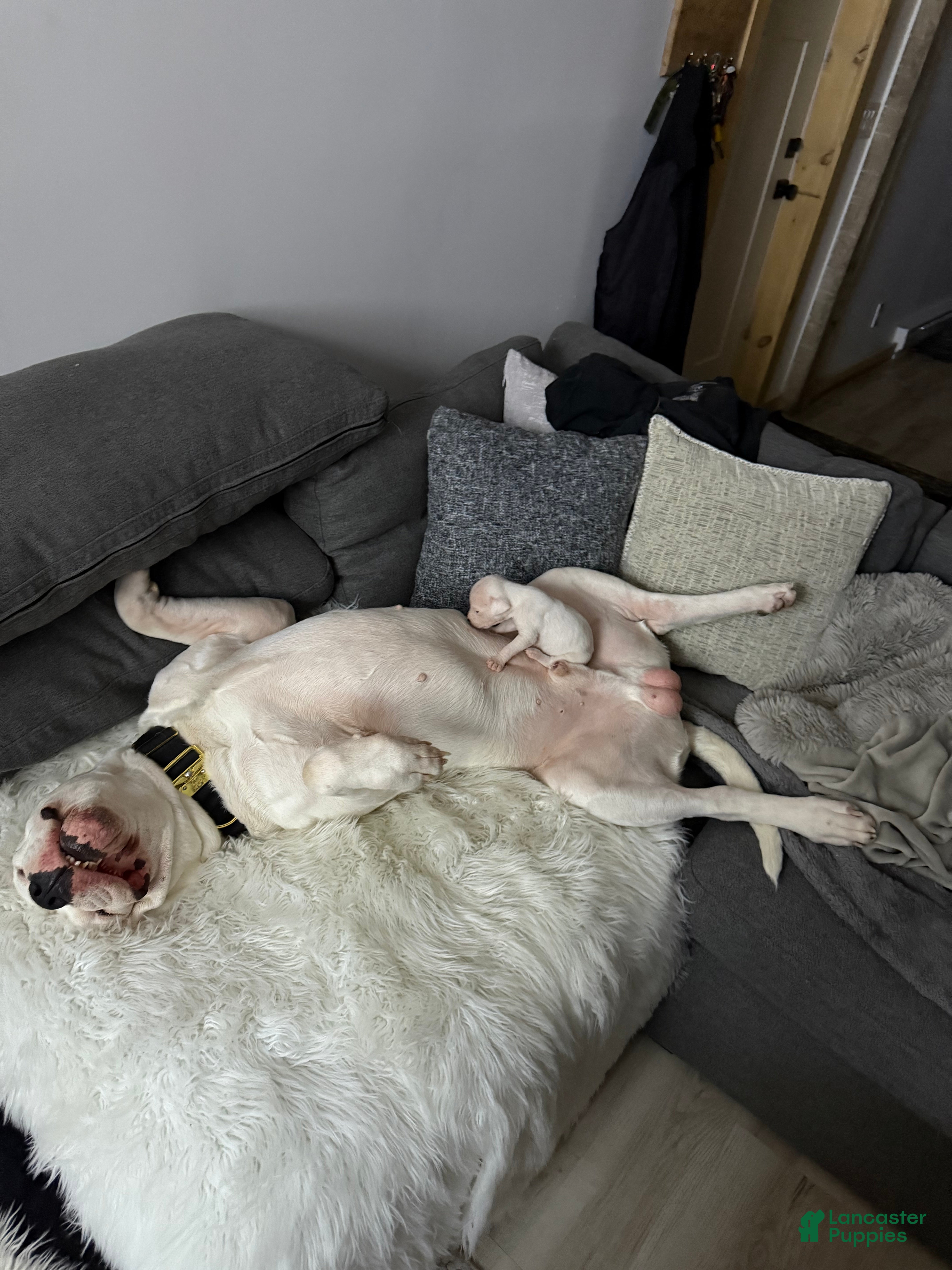 Dogo Argentino dogs Light blue collar male.  - Ad 6