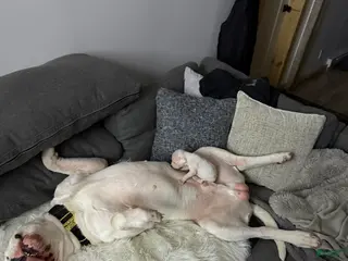 Dogo Argentino dogs Light blue collar male. - Ad 6