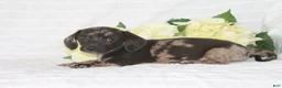 Dachshund dogs for sale: Bella - Ad 3