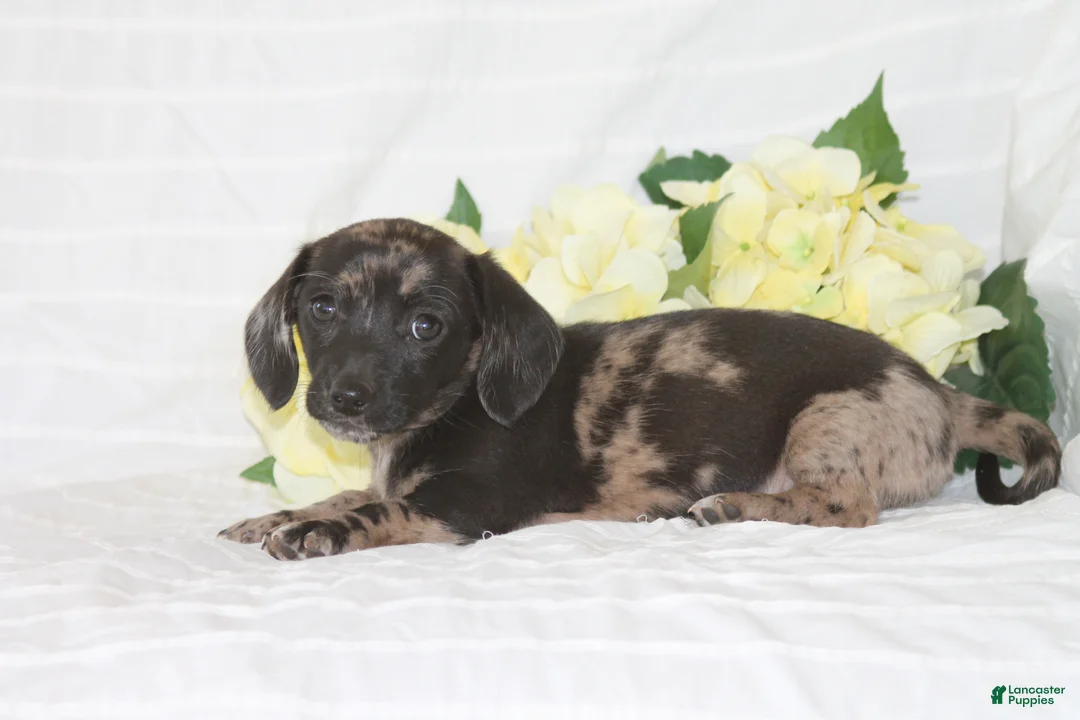 Dachshund dogs for sale: Bella - Ad 3