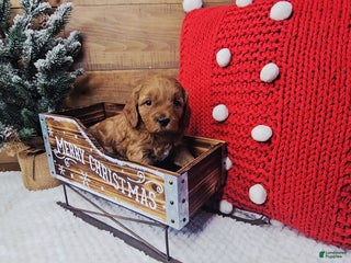 Mini Goldendoodle dogs Holly - Ad 38