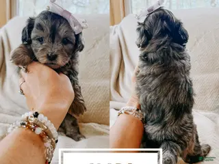 Shihpoo dogs Clara - Ad 34
