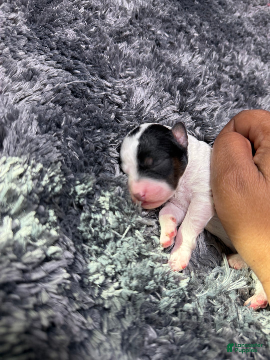 Miniature Poodle dogs for sale: Dottie - Ad 1