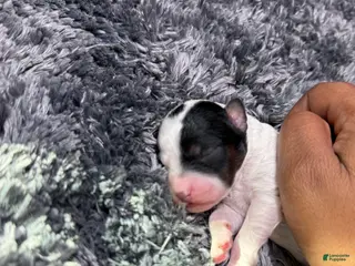 Miniature Poodle dogs Dottie - Ad 9