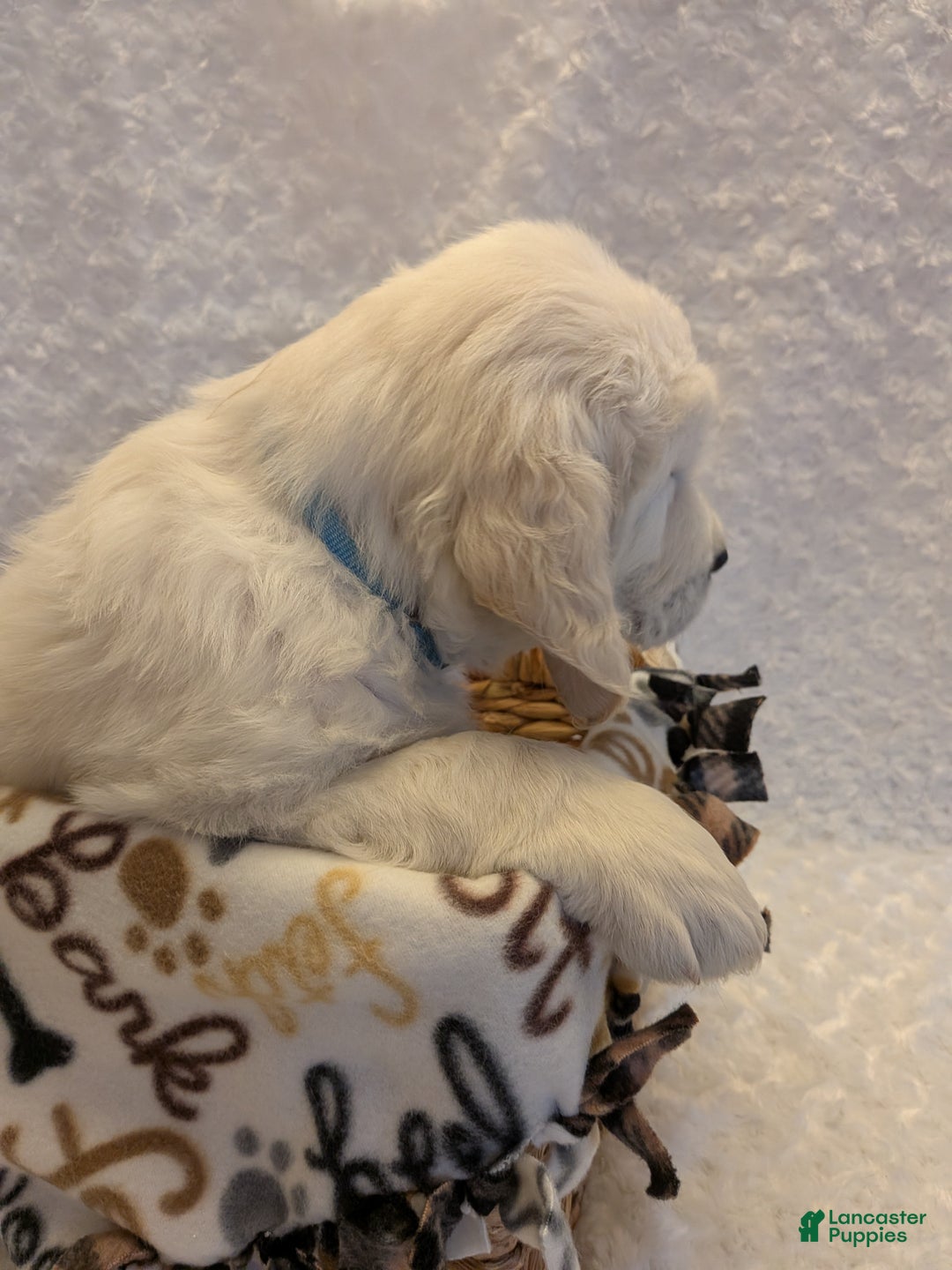 Golden Retriever dogs for sale: Ember - Ad 5