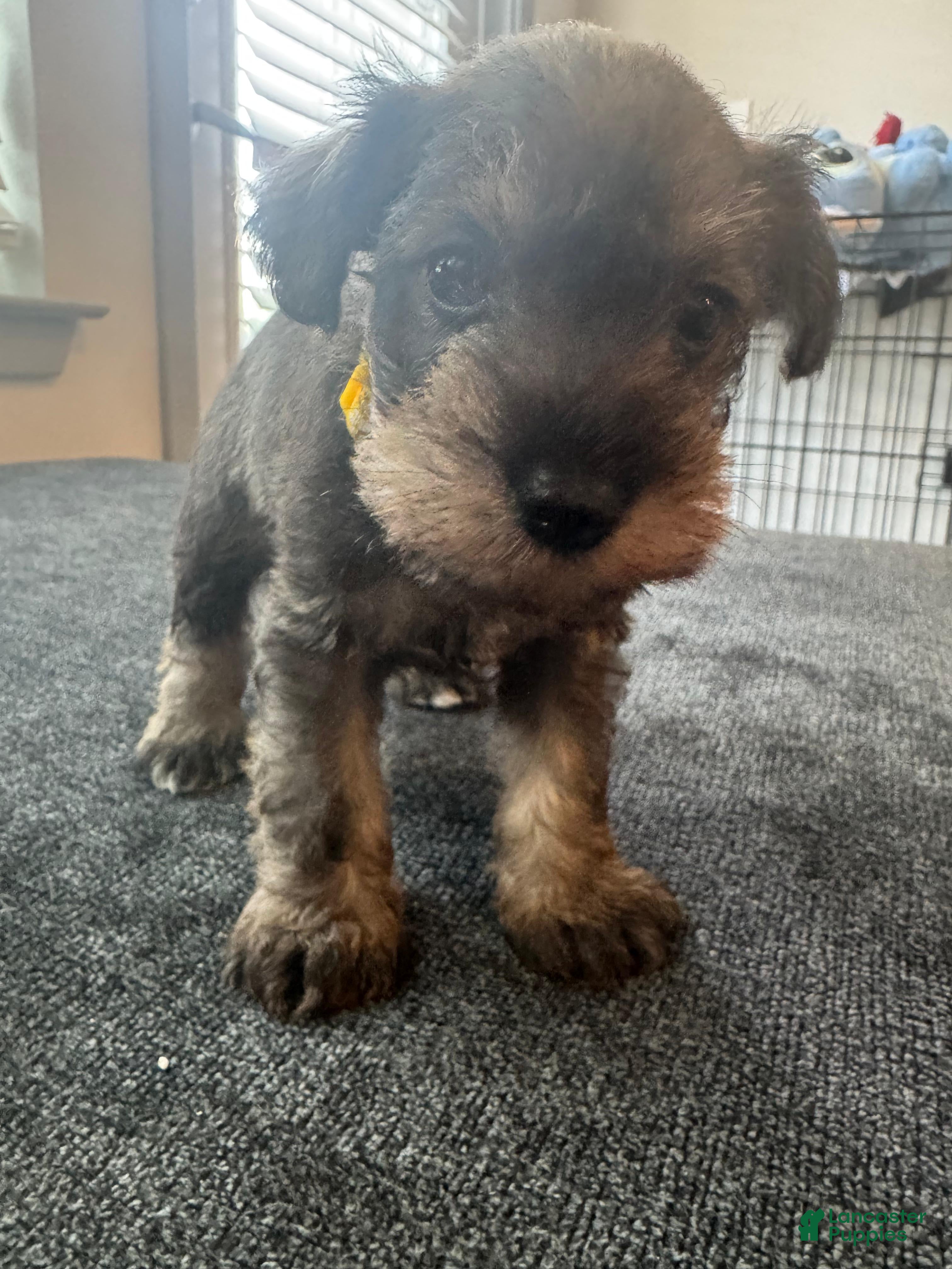 Miniature Schnauzer dogs Miniature Schnauzer Puppy 3 - Ad 2