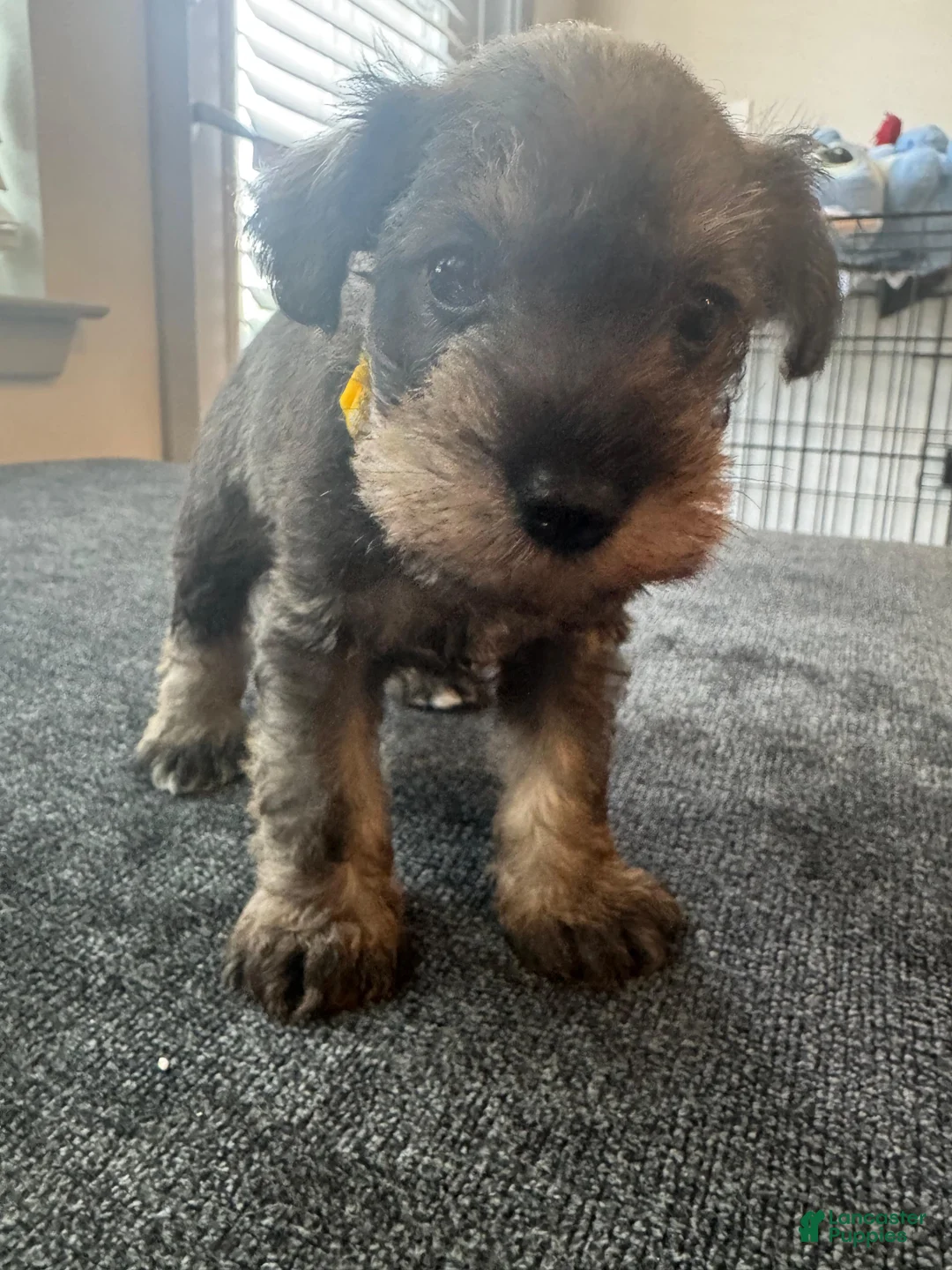 Miniature Schnauzer dogs for sale: Miniature Schnauzer Puppy 3 - Ad 1