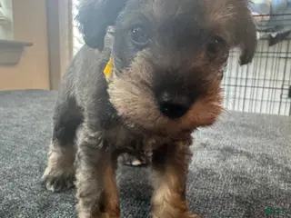 Miniature Schnauzer dogs Miniature Schnauzer Puppy 3 - Ad 2