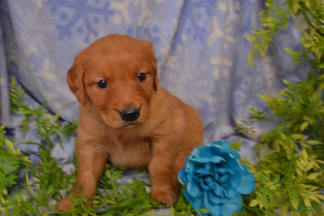 Golden Retriever dogs for sale: Ajax - Ad 4