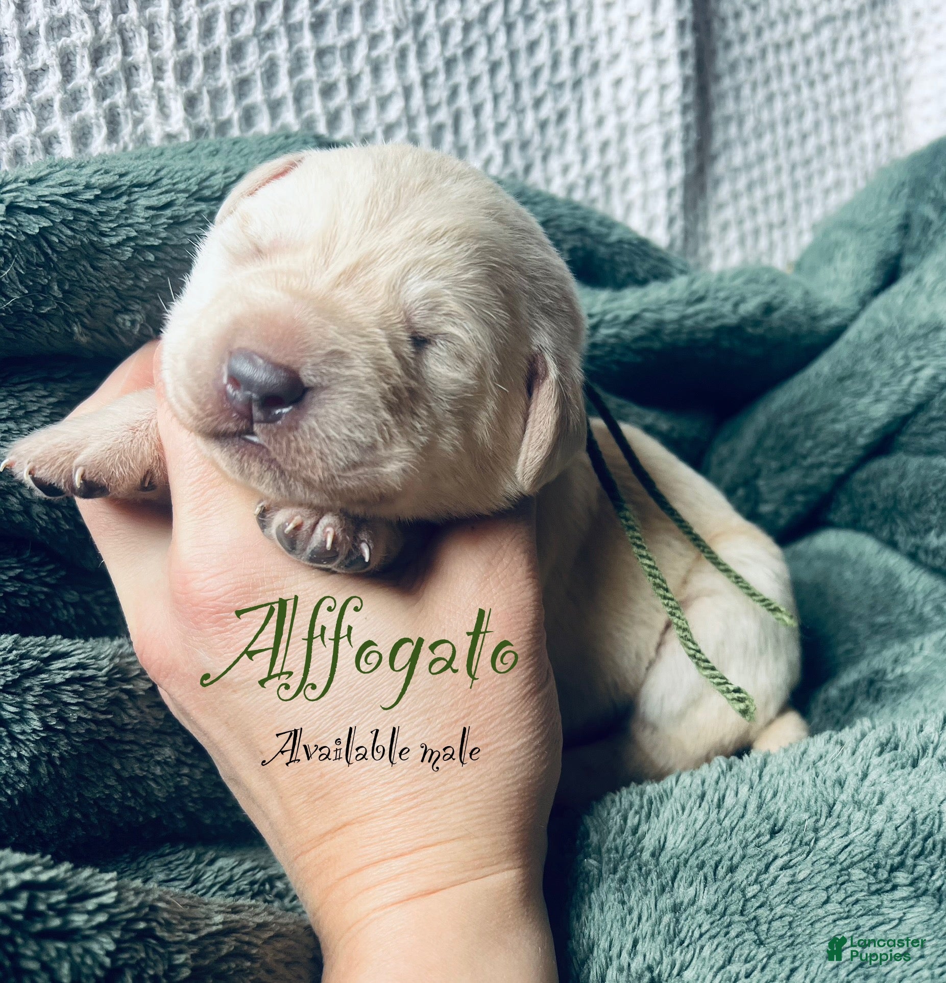 Labrador Retriever dogs Affogato  - Ad 24