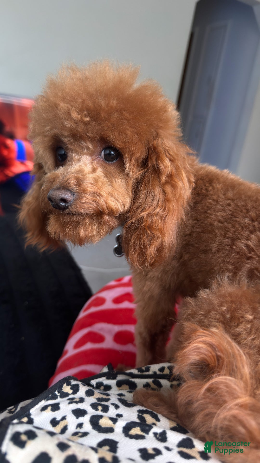 Toy Poodle dogs for stud: Maximillion - Ad 2