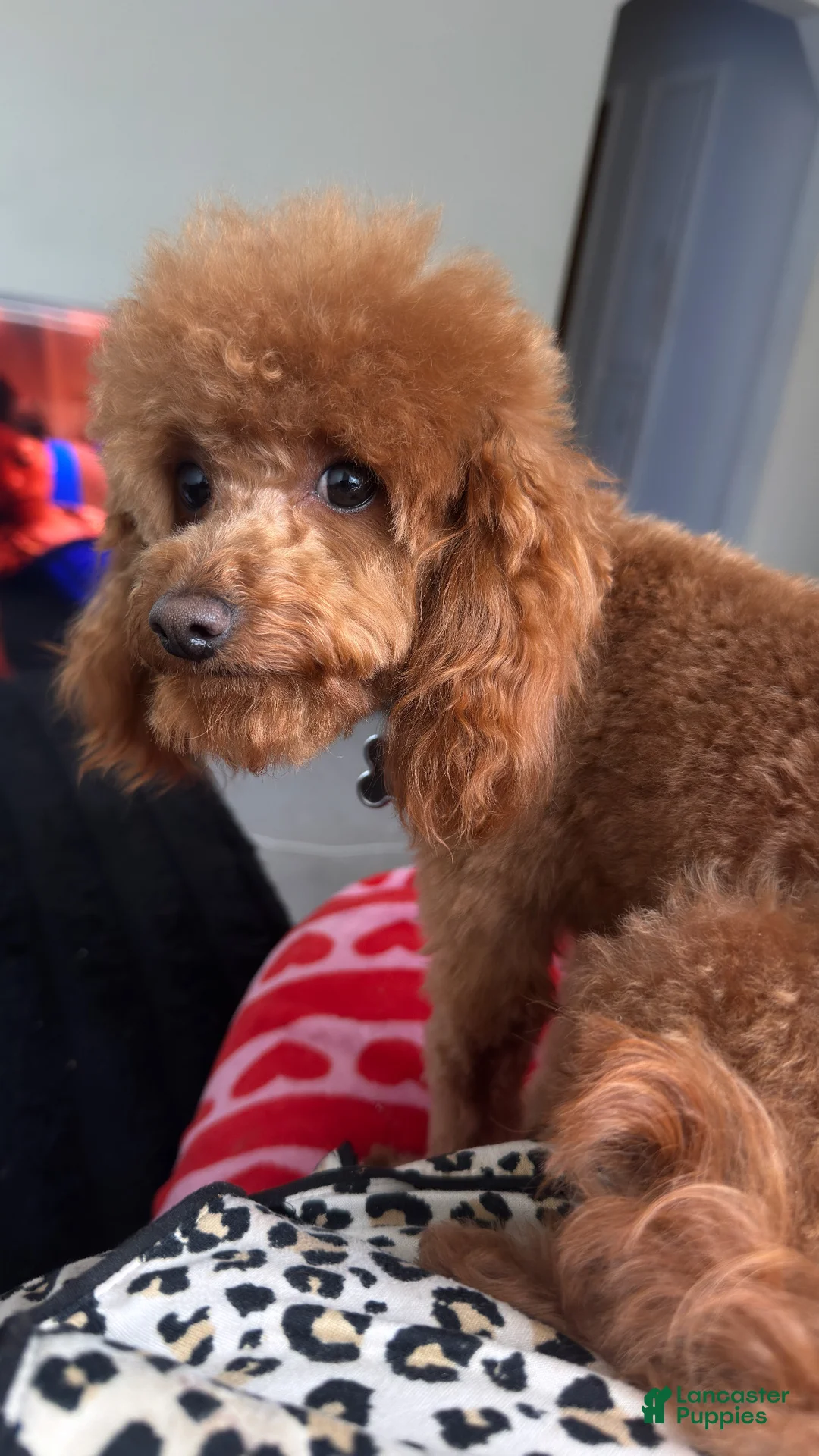 Toy Poodle dogs for stud: Maximillion - Ad 2