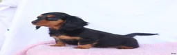 Miniature Dachshund dogs for sale: Ashley - Ad 3