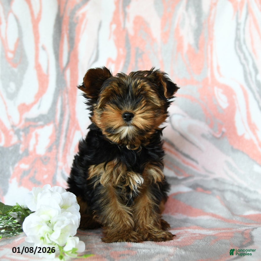 Yorkshire Terrier dogs Wesley - Ad 26