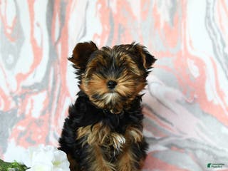 Yorkshire Terrier dogs Wesley - Ad 33