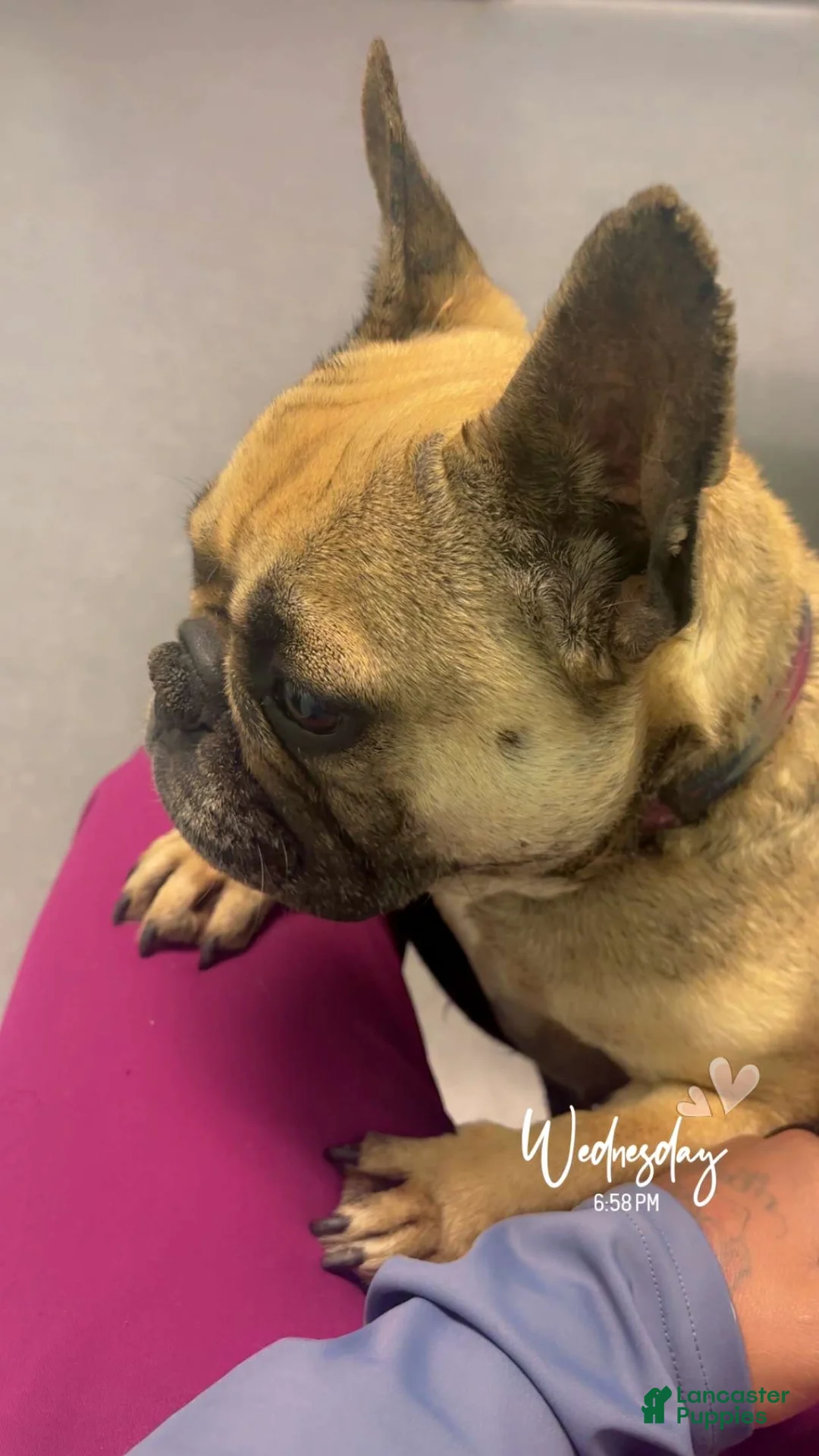 Gallery Image {{count}}