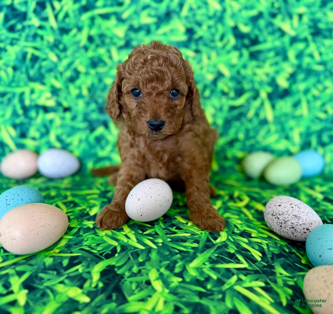 Mini Goldendoodle dogs for sale: Purple Collar  - Ad 1