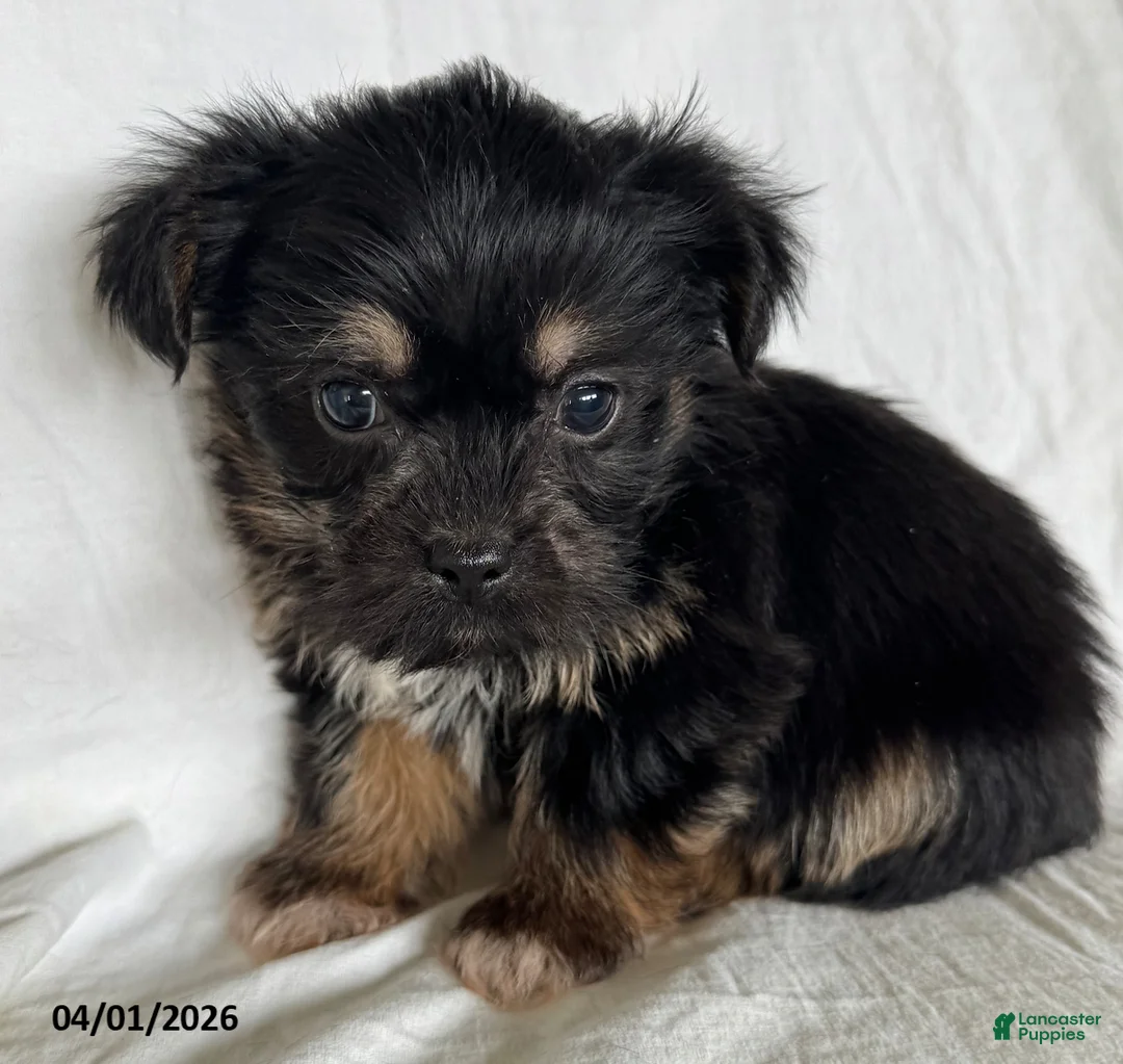 Mixed Breed dogs for sale: Kenneth - Ad 1