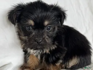 Mixed Breed dogs for sale: Kenneth - Ad 1