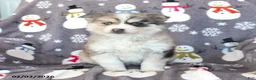 Pomsky dogs for sale: Bennet - Ad 3
