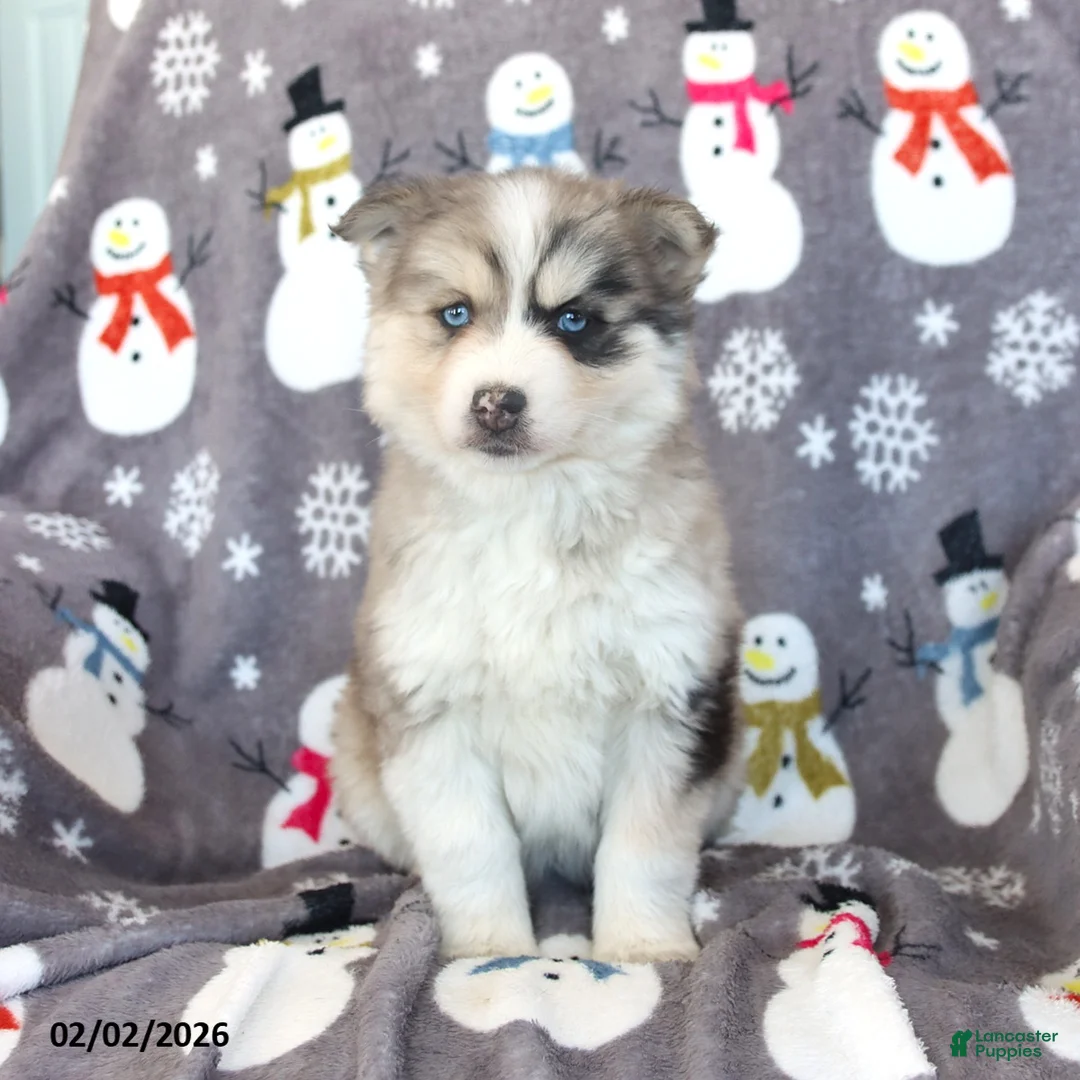 Pomsky dogs for sale: Bennet - Ad 3