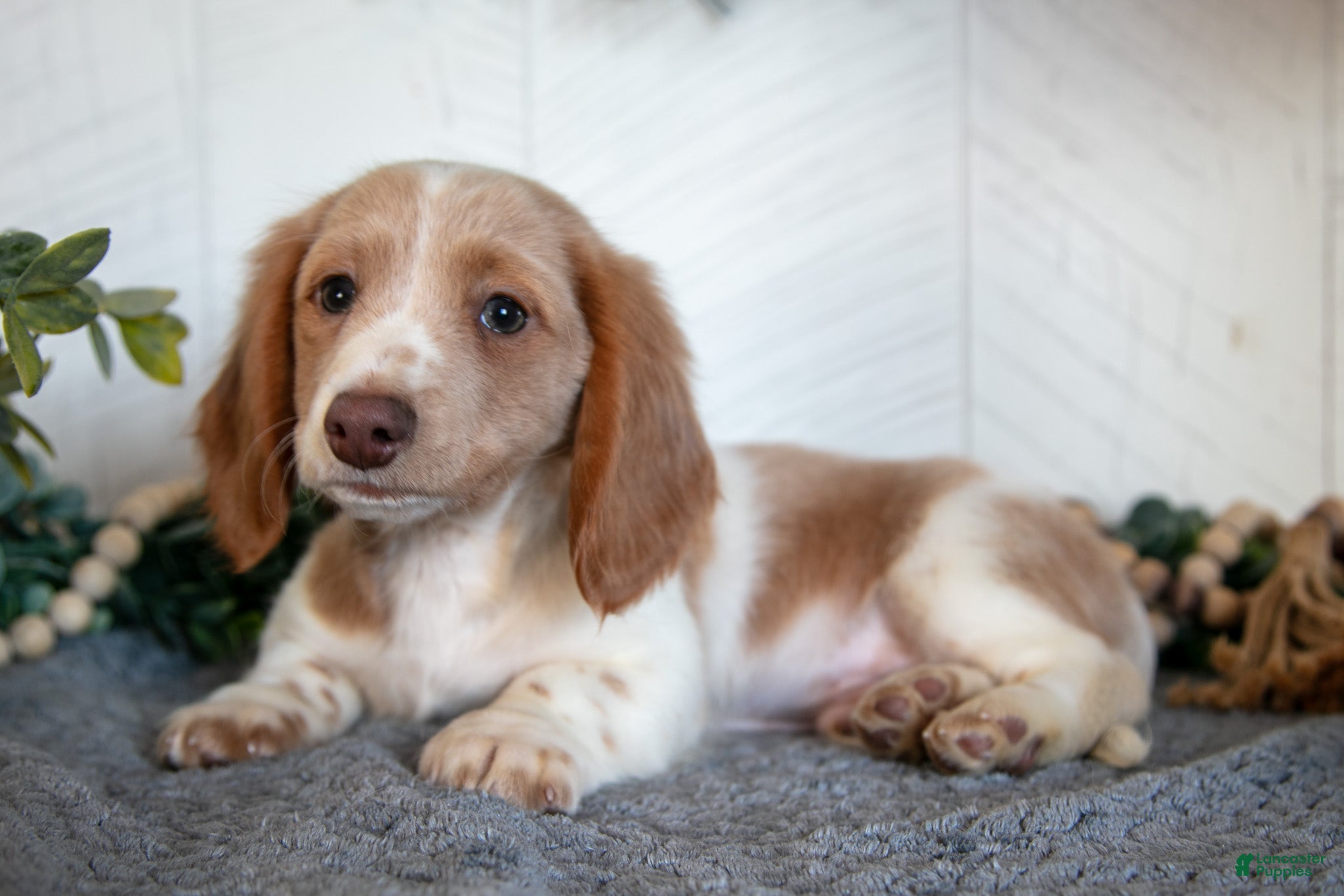 Miniature Dachshund dogs Lonnie - Ad 38