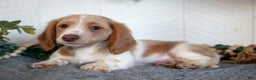 Miniature Dachshund dogs for sale: Lonnie - Ad 1