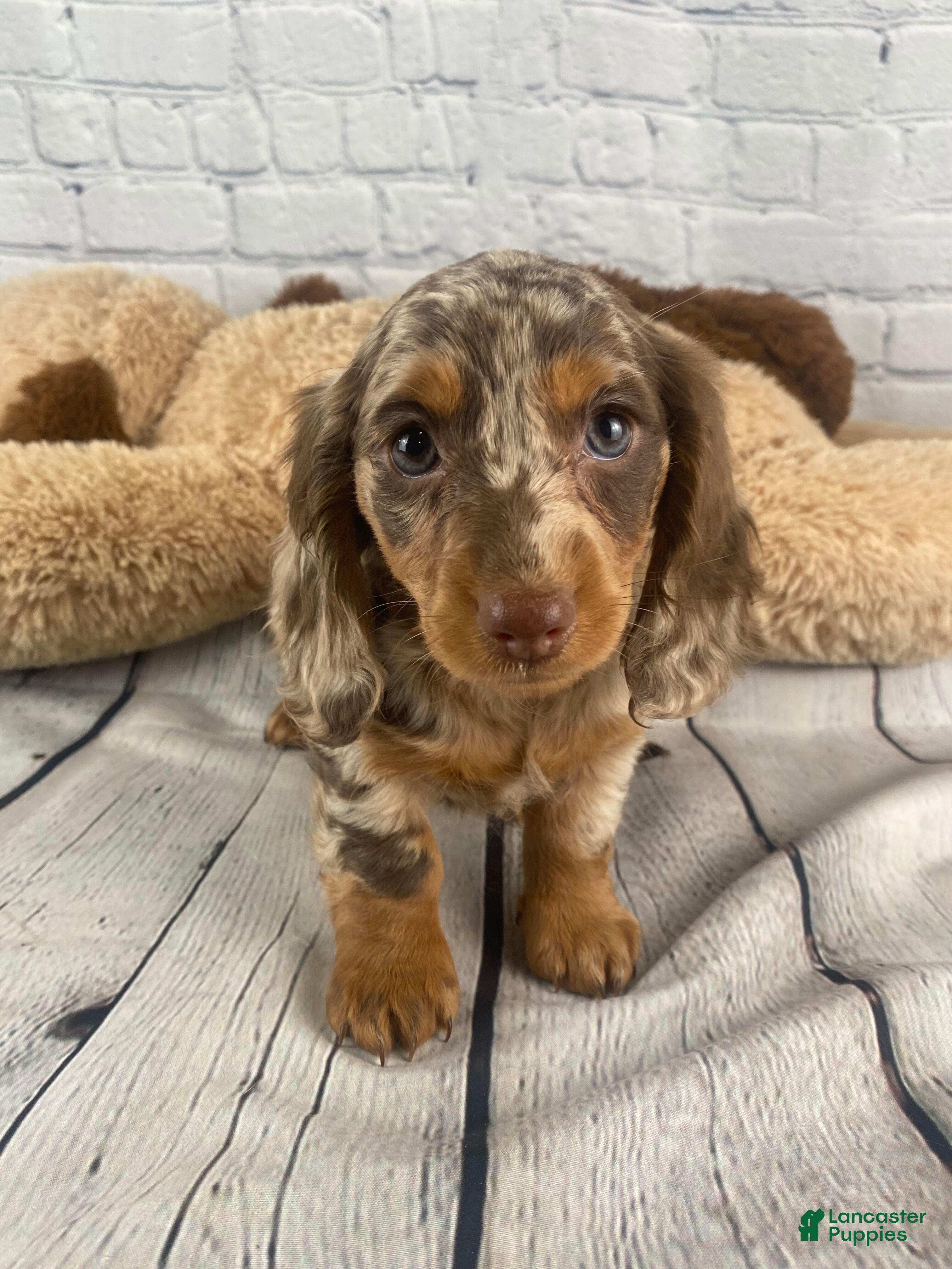 Miniature Dachshund dogs Mary - Ad 1