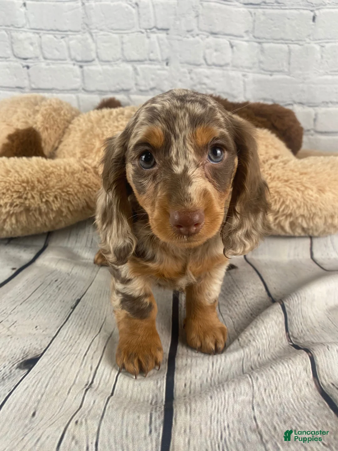 Miniature Dachshund dogs for sale: Mary - Ad 1
