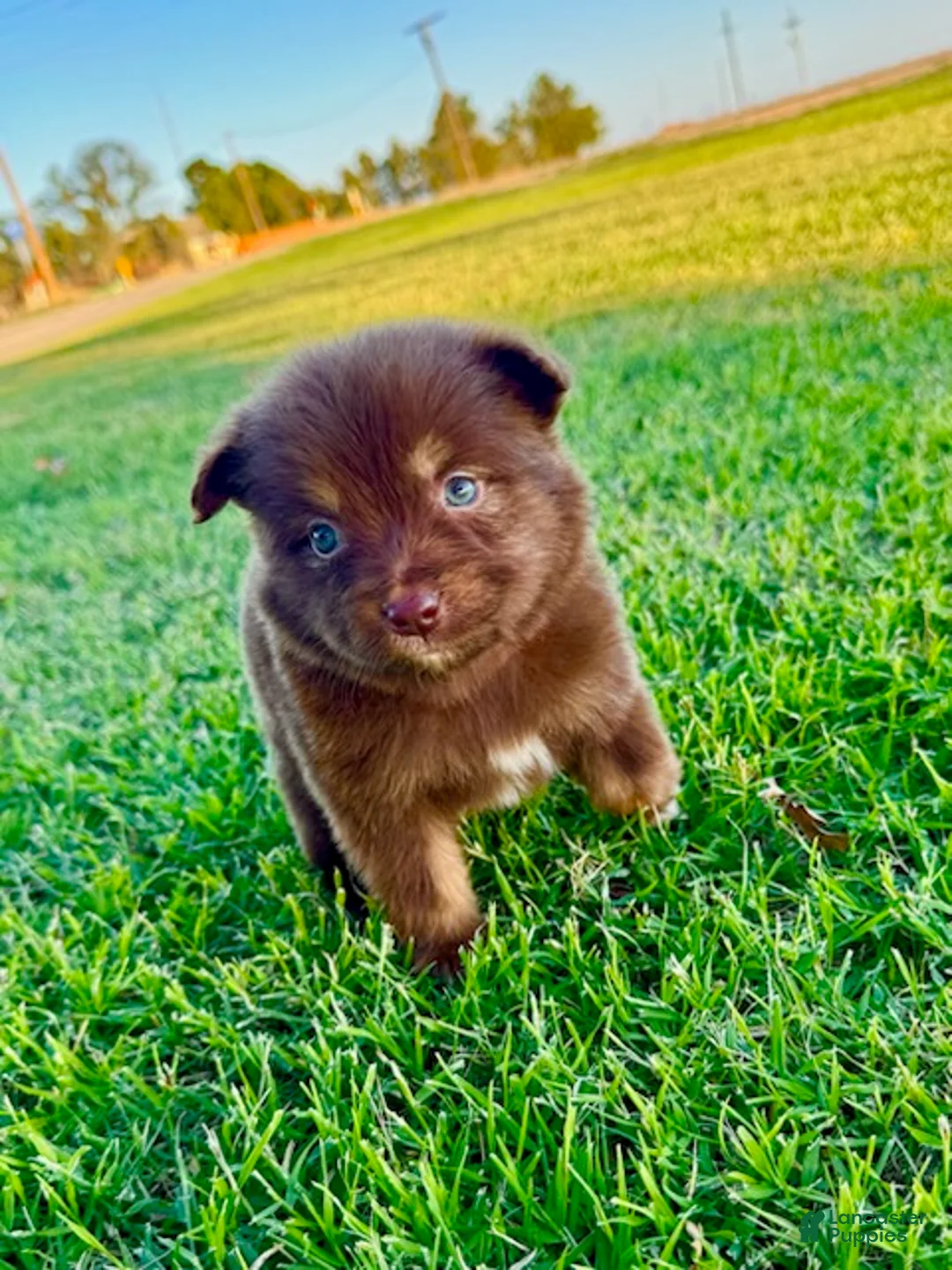 Miniature Australian Shepherd dogs for sale: Moui - Ad 5
