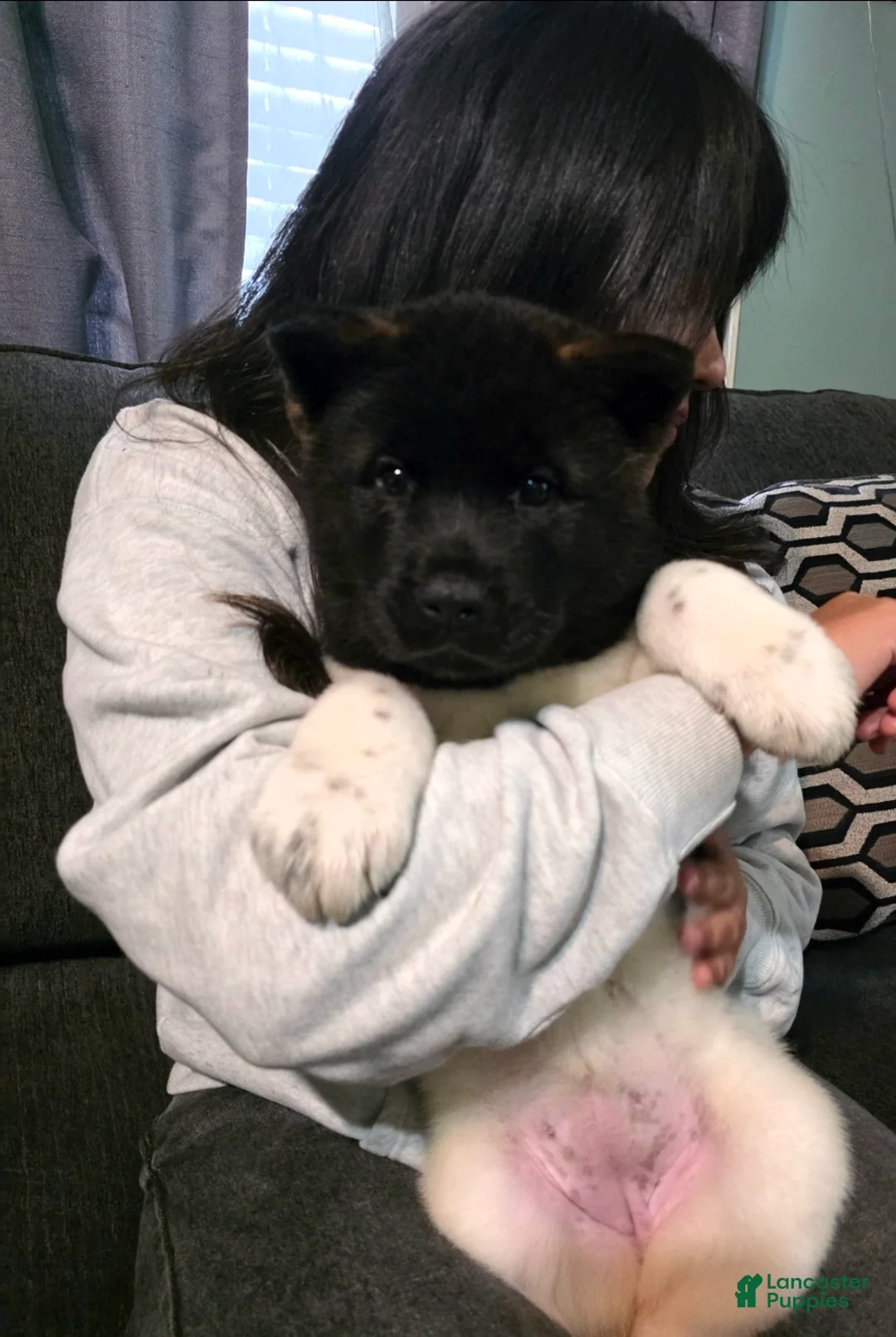 Akita dogs for sale: Olivia - Ad 2