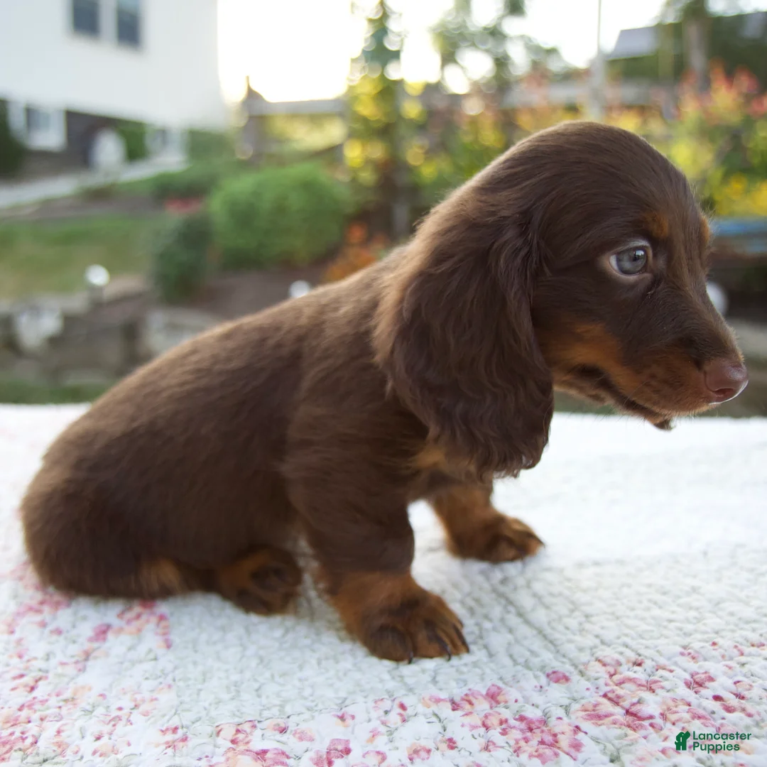 Miniature Dachshund dogs for sale: Niles - Ad 2