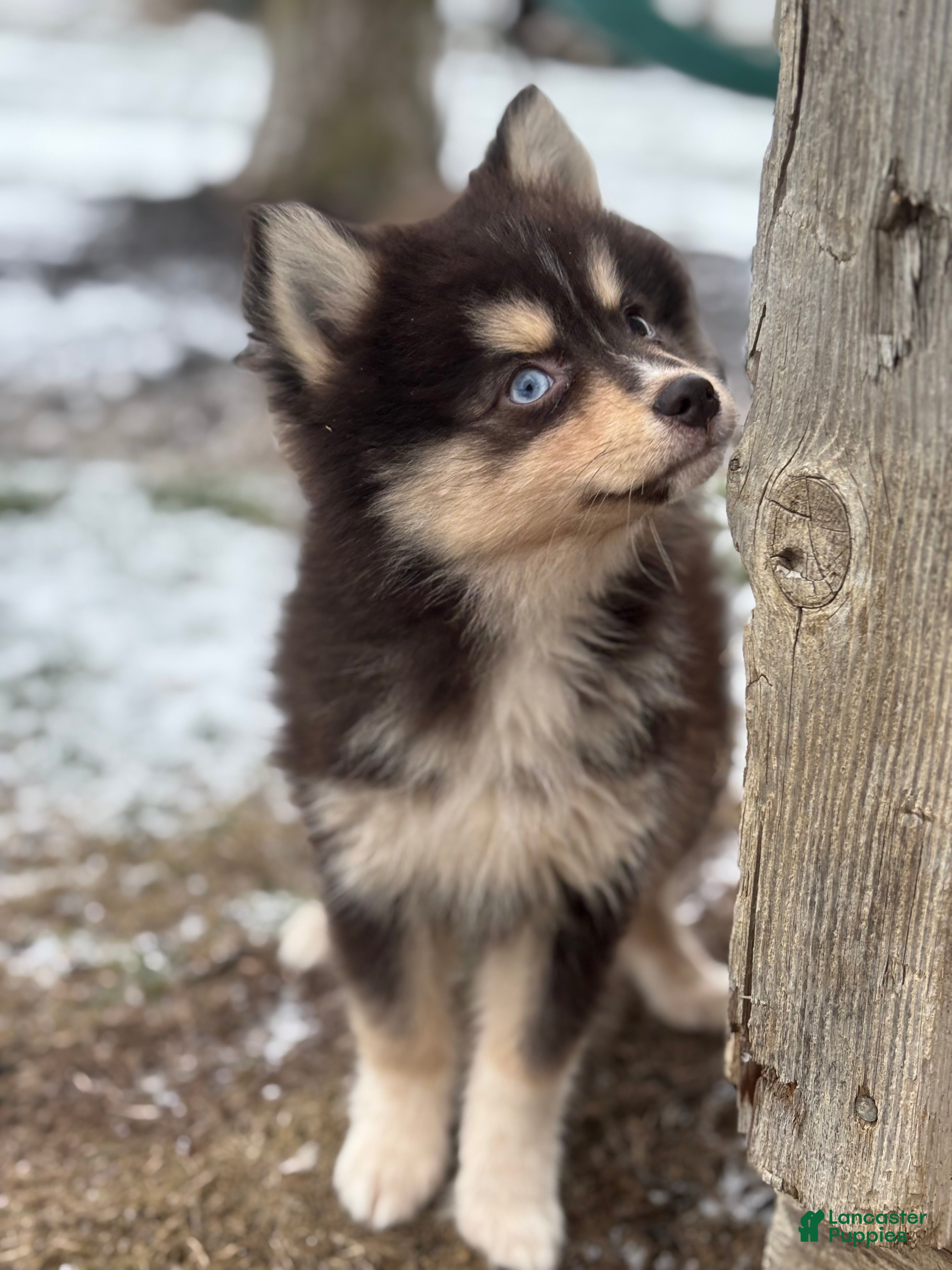 Pomsky dogs Christopher - Ad 2