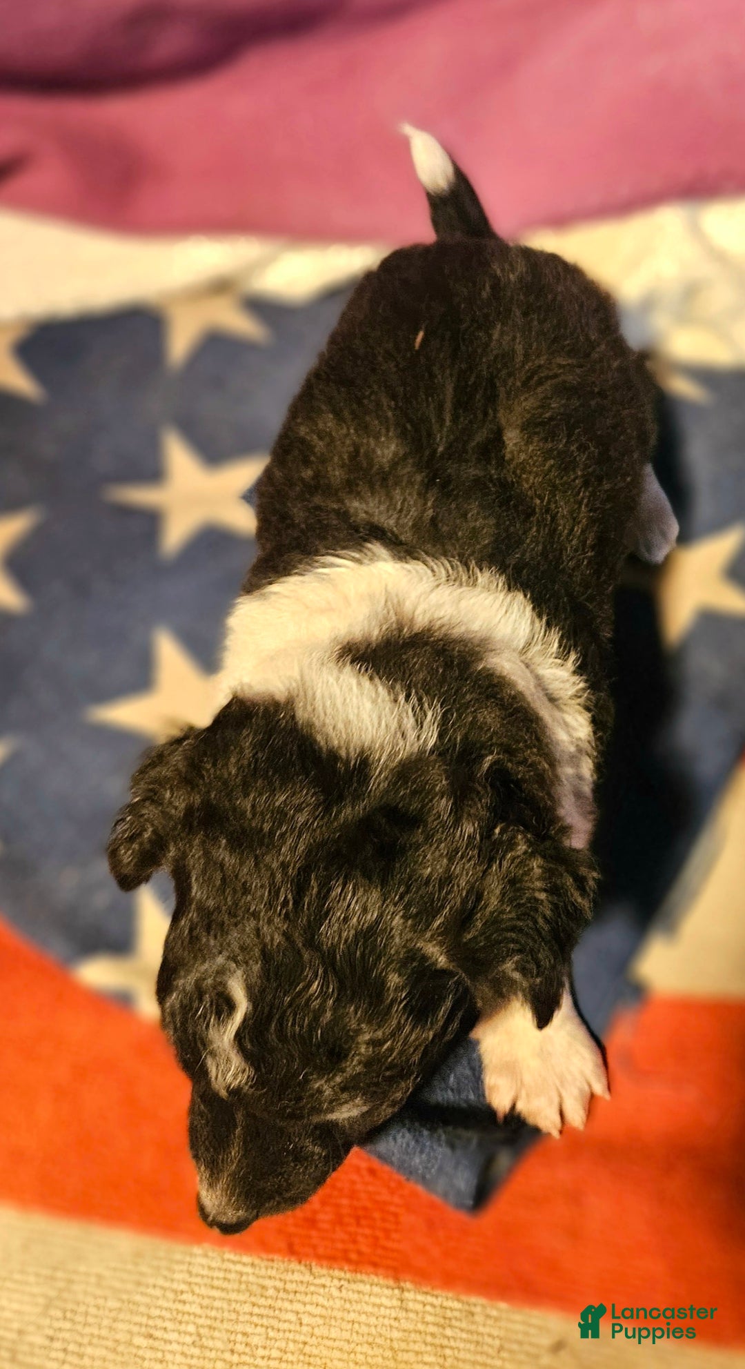 Chihuahua dogs for sale: Cindy (T-Cup) - Ad 3