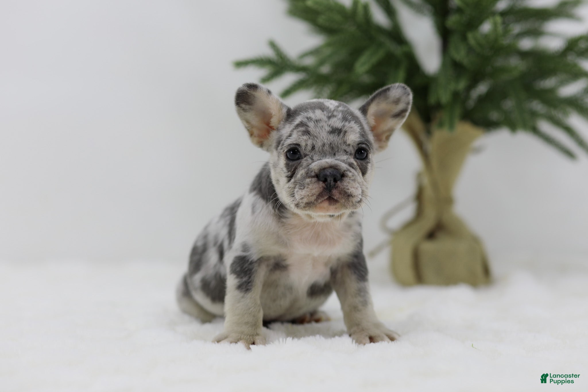 French Bulldog dogs Heather - Ad 1