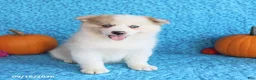 Pomsky dogs for sale: Rocky - Ad 4