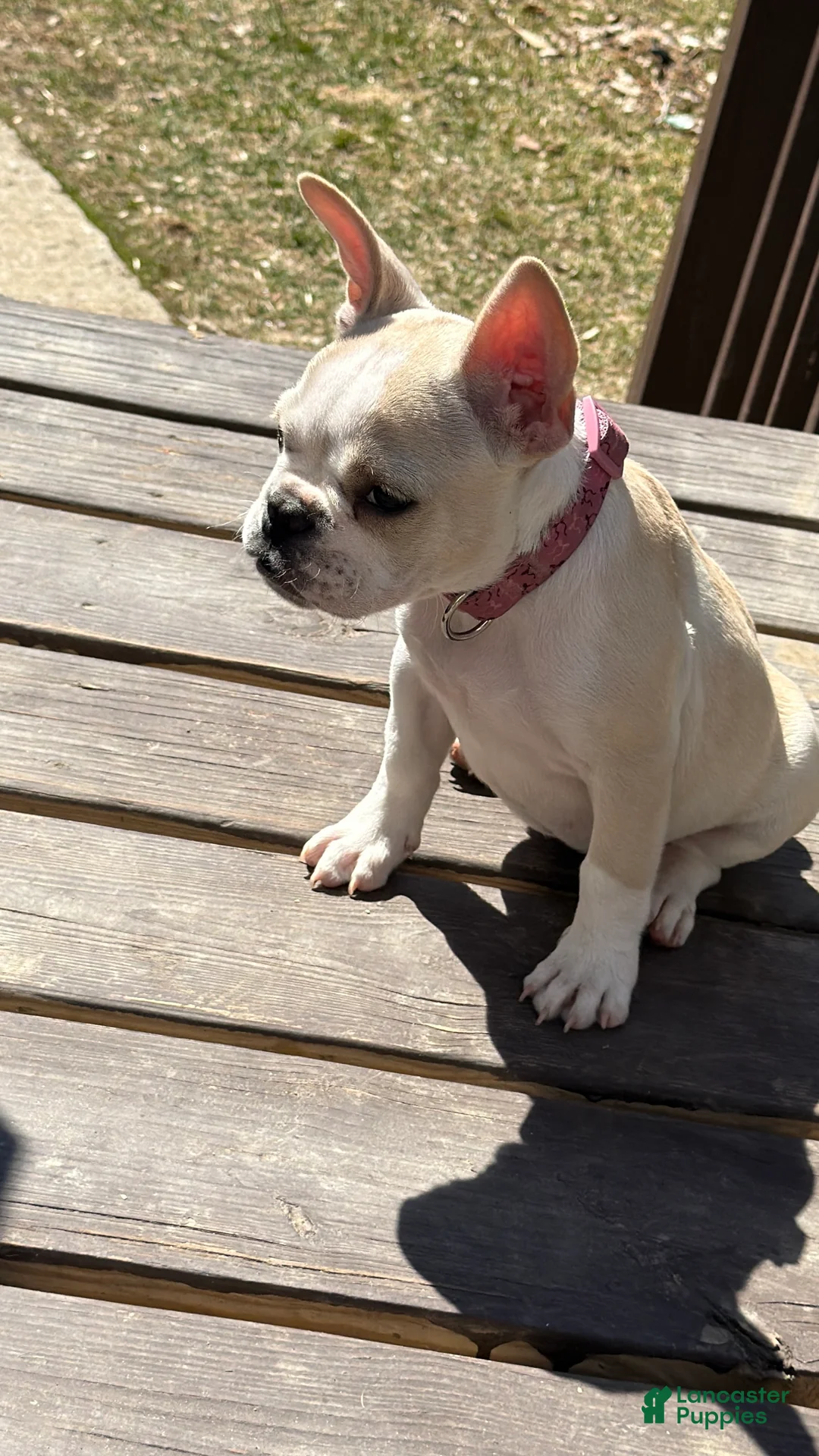 French Bulldog dogs for sale: French Bulldog Puppy 1 - Ad 2