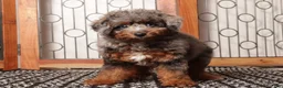Miniature Poodle dogs for sale: Moon Sassy Mini Poodle - ICA - Ad 4