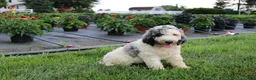 Standard Poodle dogs for sale: Buddy - Ad 7